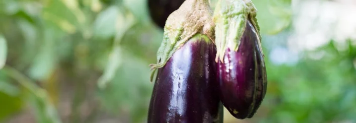 Drei Auberginen an Pflanze